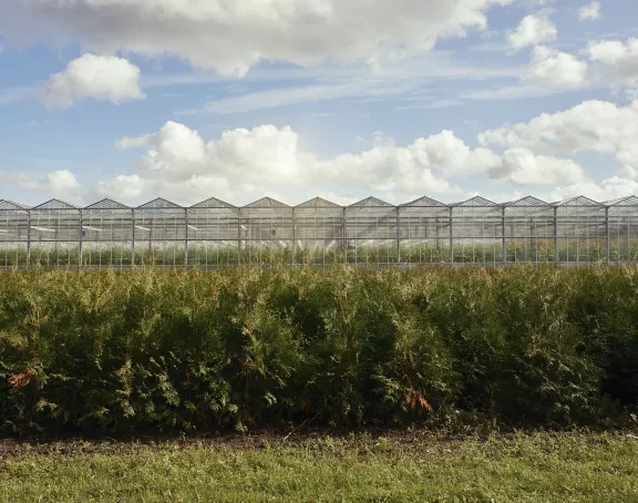 Mastbos kassen greenhouses