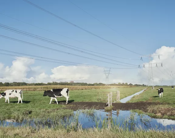 Cows Landscape Electricity wires