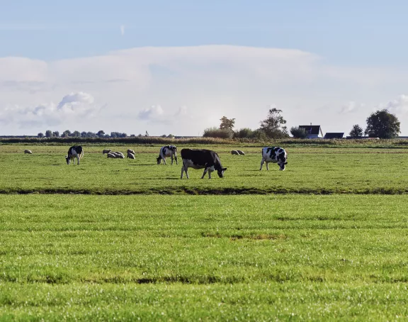 Cows Landscape grasslands