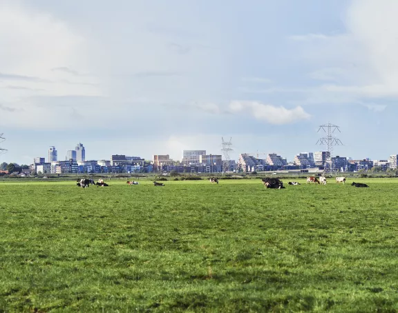 Cows Landscape grasslands