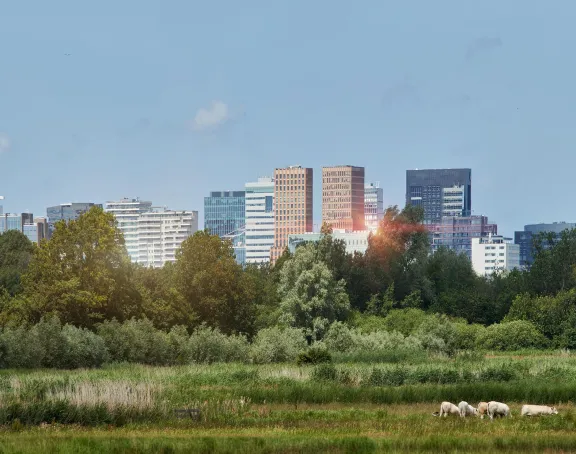Grass field with Zuidas skyline