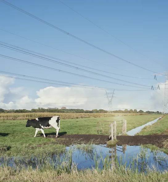 Cows Landscape Electricity wires