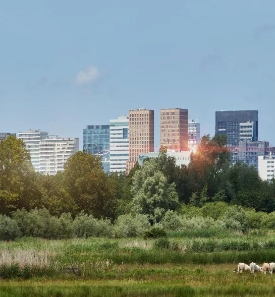 Grass field with Zuidas skyline