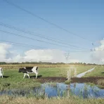 Cows Landscape Electricity wires