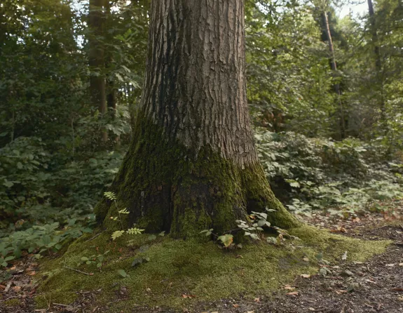 Mastbos trees forest