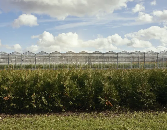 Mastbos kassen greenhouses