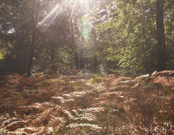 Mastbos plants forest