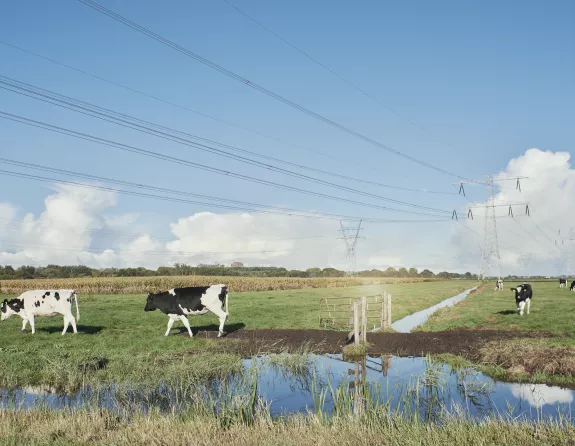 Cows Landscape Electricity wires