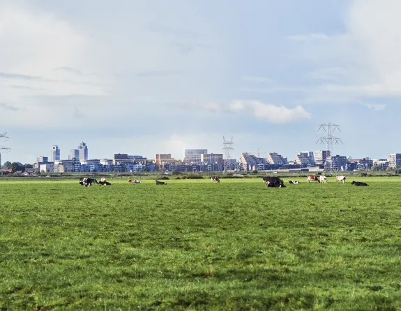 Cows Landscape grasslands