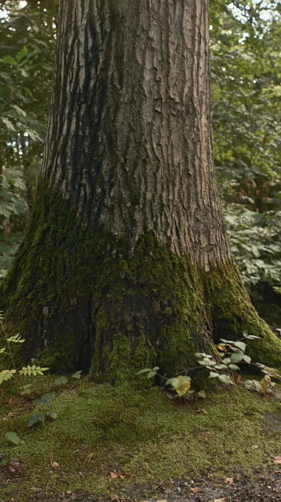 Mastbos trees forest